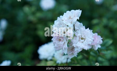 Polyantha rose in fiore in un giardino estivo. Foto Stock