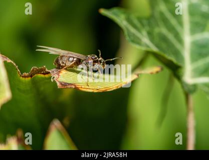 Un flying ant in un giardino, Chipping, Preston, Lancashire, Regno Unito Foto Stock