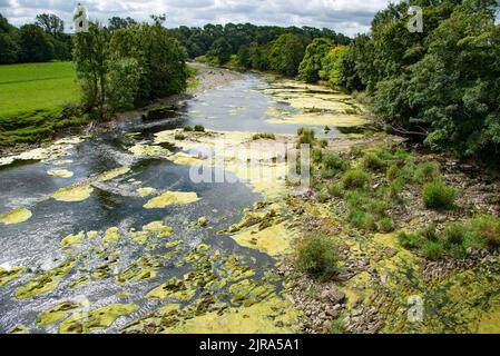 Alghe e alghe che colpiscono il fiume Ribble a Mitton, Clitheroe, Lancashire, Regno Unito. Foto Stock