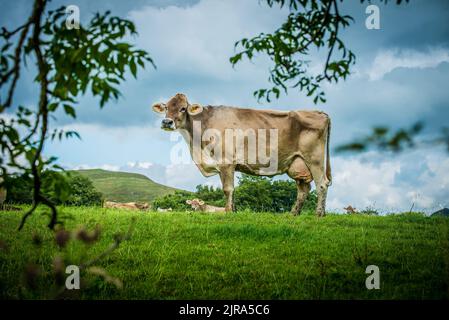 Mucche svizzere marroni Whitewell, Clitheroe, Lancashire, UK. Foto Stock