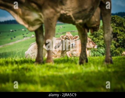 Mucche svizzere marroni Whitewell, Clitheroe, Lancashire, UK. Foto Stock