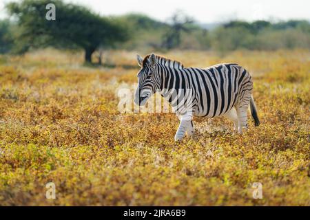 Burchells Zebra (Equus burchellii) che attraversa un campo di fiori. Parco Nazionale di Etosha, Namibia Foto Stock