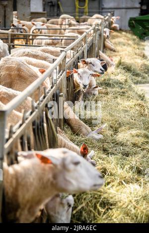 pecora in un fienile Foto Stock