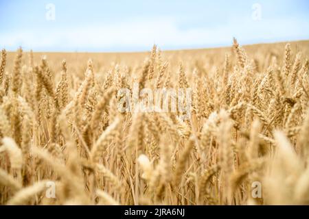 Campi di grano Foto Stock