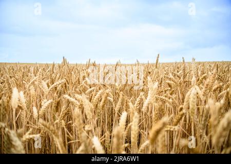 Campi di grano Foto Stock