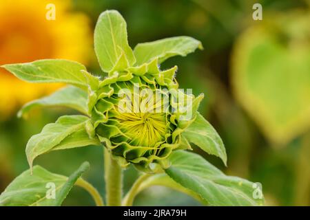 Germoglio di girasole, primo piano nuovo germogliante crescita. Fiore di 'Helianthus'. Dublino, Irlanda Foto Stock