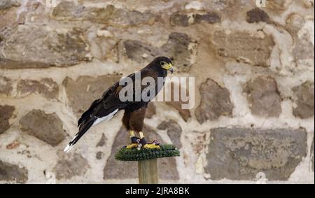 Particolare di rapace in cattività, addestramento di uccelli Foto Stock