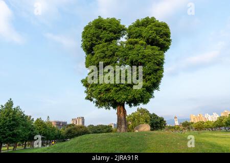 Città di Taichung, Taiwan - 23 agosto 2022 : albero di Topolino nel Parco di Taichung Nanxing, un parco urbano nel distretto di Beitun. Foto Stock