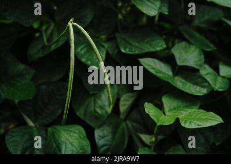 Fagiolini giovani che crescono nel ponte del cortile, fuoco selettivo Foto Stock