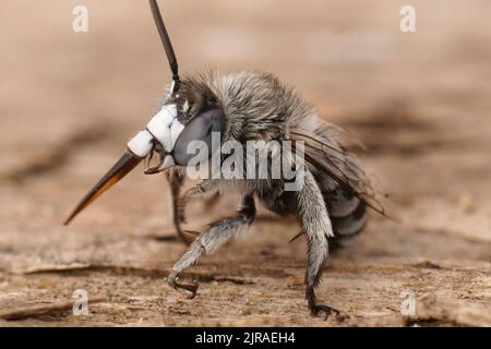 Dettaglio primo piano su un morbido maschio mediterraneo Bee con bande blu, Amegilla albigena seduta su legno Foto Stock