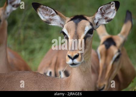 Un impala allerta con un pezzo di pranzo che esce dalla bocca, in mezzo alla mandria. Foto Stock