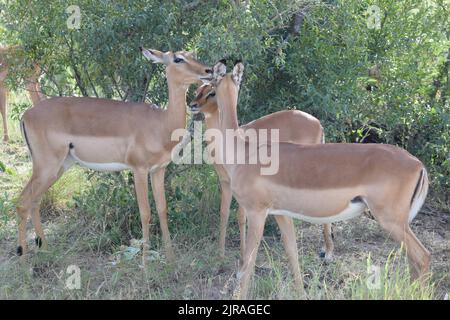 Un trio di impala sembra affascinarsi l'uno con l'altro. Due formano un arco sopra il terzo. Foto Stock