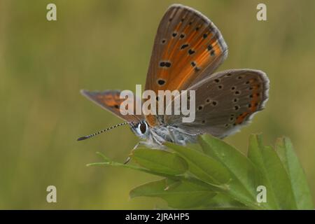 Farfalla arancione su sfondo verde Foto Stock