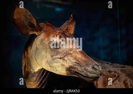 Okapi o Okapia johnstoni, primo piano della testa nell'animale taxidermied. Elemento visto nel Royal Ontario Museum Foto Stock