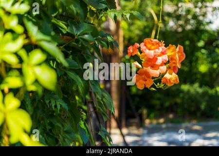 Fiore di grande flora Campsis, con grandi fiori a forma di tromba, di colore arancione brillante, primo piano. Tromba Creeper rami o vigorosa tromba vite, flo Foto Stock