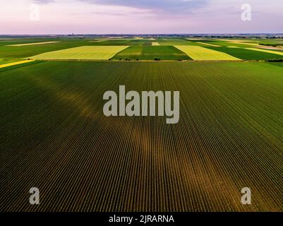 Vasto campo di soia al tramonto visto dall'alto Foto Stock