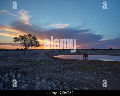 Tramonto spettacolare sugli elefanti nella buca d'acqua di Okaukuejo nel Parco Nazionale di Etosha in Namibia Foto Stock