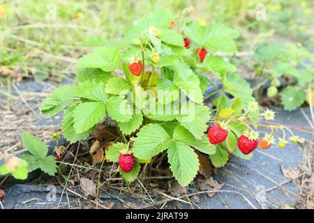 Fragole selvatiche frutta matura sulla pianta che cresce in giardino Foto Stock