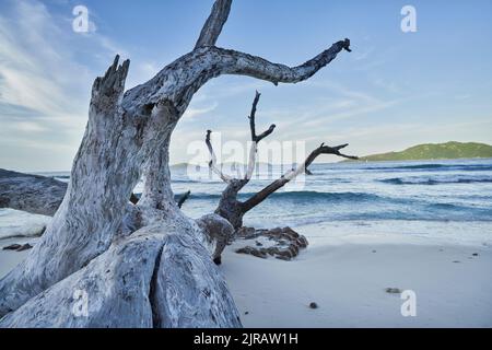 Seychelles, la Digue, Driftwood sdraiato sulla spiaggia di sabbia Foto Stock