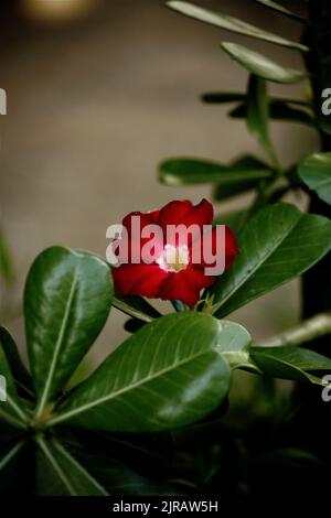 Un primo piano verticale di un adenio rosso su sfondo sfocato Foto Stock