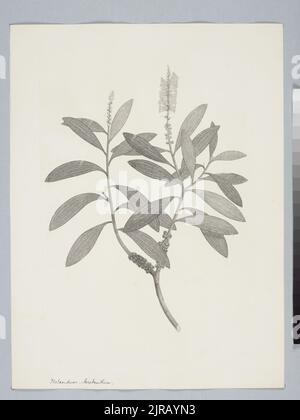 Melaleuca quinquenervia (Cavanilles) S.T. Blake, di Sydney Parkinson. Dono del British Museum, 1895. Foto Stock