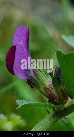 Un poco profondo fuoco di formiche che strisciare su un fiore vetch comune e gemme con sfondo sfocato Foto Stock