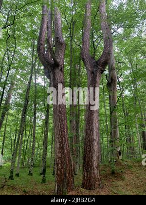 Riserva forestale di CRNA poda. Vecchi alberi di Pinus nigra nel canyon del fiume Tara, Montenegro. Pini fino a 400 anni, foto scattata dopo forti precipitazioni Foto Stock