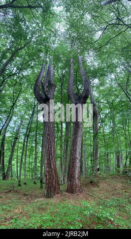 Riserva forestale di CRNA poda. Vecchi alberi di Pinus nigra nel canyon del fiume Tara, Montenegro. Pini fino a 400 anni, foto scattata dopo forti precipitazioni Foto Stock