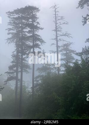 Riserva forestale di CRNA poda. Vecchi alberi di Pinus nigra nel canyon del fiume Tara, Montenegro. Pini fino a 400 anni, foto scattata dopo forti precipitazioni Foto Stock