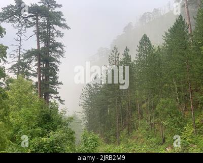 Riserva forestale di CRNA poda. Vecchi alberi di Pinus nigra nel canyon del fiume Tara, Montenegro. Pini fino a 400 anni, foto scattata dopo forti precipitazioni Foto Stock
