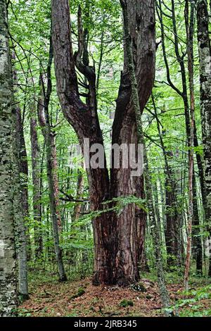 Riserva forestale di CRNA poda. Vecchi alberi di Pinus nigra nel canyon del fiume Tara, Montenegro. Pini fino a 400 anni, foto scattata dopo forti precipitazioni Foto Stock