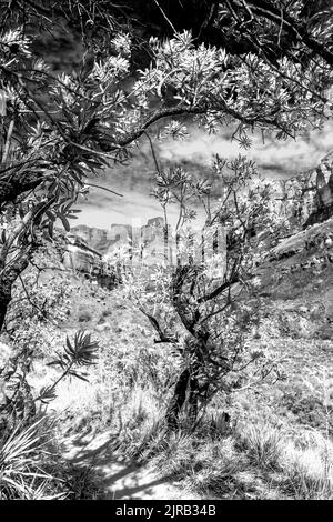 Vista in bianco e nero di due Protea comuni, Protea caffra, apparentemente formando un gateway su un piccolo sentiero escursionistico Foto Stock