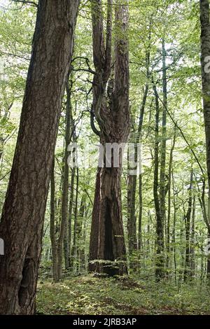 Riserva forestale di CRNA poda. Vecchi alberi di Pinus nigra nel canyon del fiume Tara, Montenegro. Pini fino a 400 anni, foto scattata dopo forti precipitazioni Foto Stock