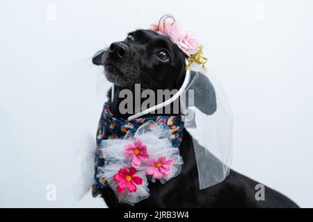 Un Labrador Retriever nero in costume da sposa festivo con sfondo bianco Foto Stock