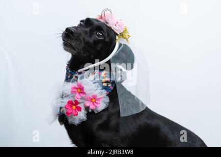 Un Labrador Retriever nero in costume da sposa festivo con sfondo bianco Foto Stock