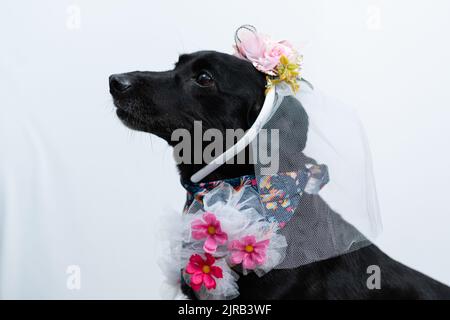 Un Labrador Retriever nero in costume da sposa festivo con sfondo bianco Foto Stock