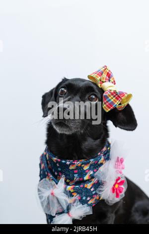 Un Labrador Retriever nero in costume da sposa festivo con sfondo bianco Foto Stock