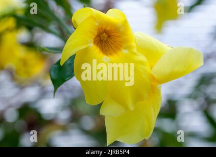 Primo piano della fioritura giallo tropicale, Carludovica palmata Foto Stock