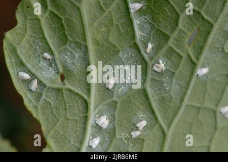 Cavolo bianco (Aleyrodes proletella) adulti e cerchi di uova sul lato inferiore della foglia di broccoli germogliato viola, Berkshire, agosto Foto Stock