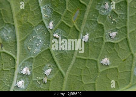 Cavolo bianco (Aleyrodes proletella) adulti e cerchi di uova sul lato inferiore della foglia di broccoli germogliato viola, Berkshire, agosto Foto Stock