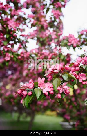 Fiori di mela rosa fioriscono su albero in giardino Foto Stock