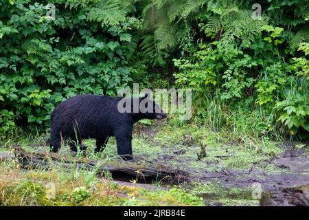 Alaska, Tongass National Forest, Anan Creek. Orso nero americano (SELVATICO: Ursus americanus) in habitat selvaggio della foresta. Foto Stock