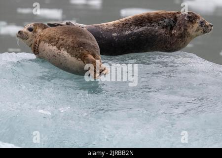 USA, Alaska, Stikine-LaConte Wilderness, ghiacciaio LaConte. Foche del porto, note anche come foche comuni sull'iceberg (SELVATICHE: Phoca vitulina) Foto Stock
