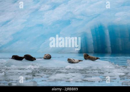 USA, Alaska, Stikine-LaConte Wilderness, ghiacciaio LaConte. Foche del porto, note anche come foche comuni sull'iceberg (SELVATICHE: Phoca vitulina) Foto Stock