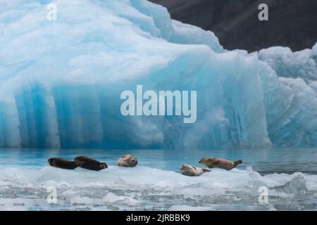 USA, Alaska, Stikine-LaConte Wilderness, ghiacciaio LaConte. Foche del porto, note anche come foche comuni sull'iceberg (SELVATICHE: Phoca vitulina) Foto Stock