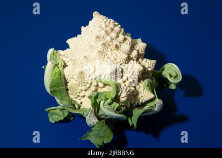 Broccoli romanesco bianco fresco su sfondo blu Foto Stock