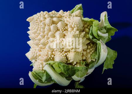 Broccoli romanesco bianco su sfondo blu Foto Stock