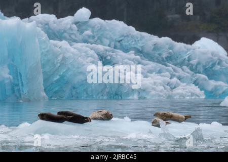 USA, Alaska, Stikine-LaConte Wilderness, ghiacciaio LaConte. Foche del porto, note anche come foche comuni sull'iceberg (SELVATICHE: Phoca vitulina) Foto Stock