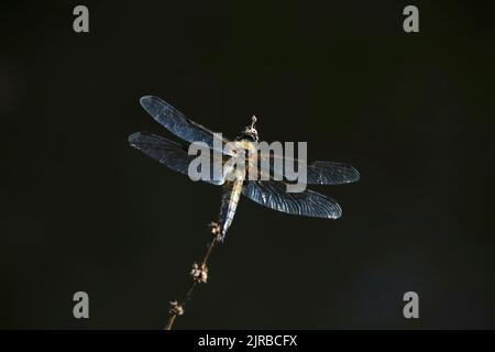 Dragonfly che si appollaiano sul fusto della pianta Foto Stock