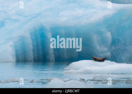USA, Alaska, Stikine-LaConte Wilderness, ghiacciaio LaConte. Foca di porto aka foca comune su iceberg (SELVAGGIO: Phoca vitulina) Foto Stock